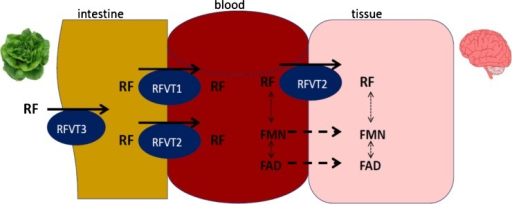 In terms of inborn errors of riboflavin transport three riboflavin transporters have been identified RFVT1 mostly expressed in small intestine, RFVT 2 mostly expressed in brain and RFVT 3 mostly expressed in small intestine[9]