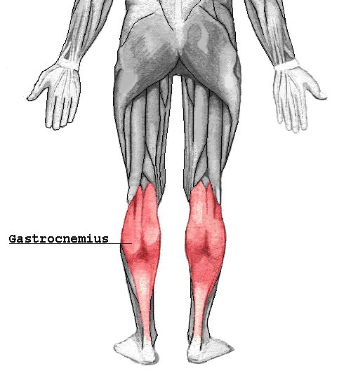 File:Gastrocnemius muscle - Gray's anatomy illustration (Radiopaedia 36328).jpg