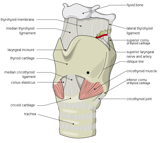 File:Larynx (illustration) (Radiopaedia 36300).jpg