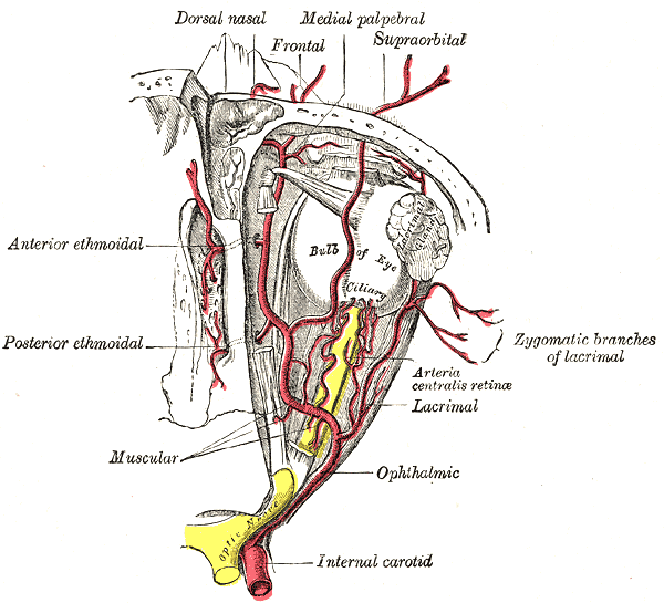 File:Blood supply of the orbit (Gray's illustration) (Radiopaedia 81780).png