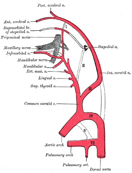 File:Branches of the carotid (schematic) - Gray's anatomy illustration (Radiopaedia 36297).jpg