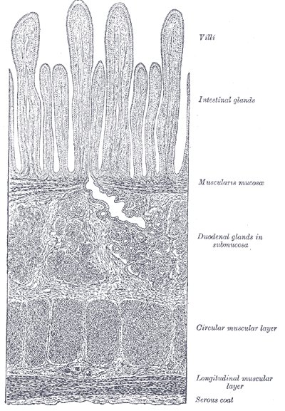 File:Duodenum histology (diagram) (Radiopaedia 36319).jpg