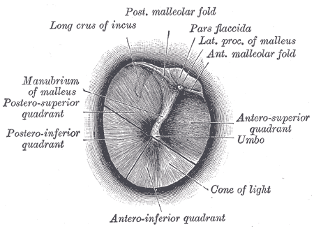 File:Auditory anatomy - Gray's anatomy illustration (Radiopaedia 10520-10990 B 1).png