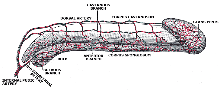 File:Arterial supply of the penis (Gray's illustration) (Radiopaedia 81763).png