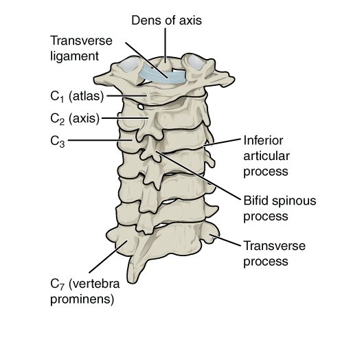 File:Bones and ligaments of the vertebral column (illustrations) (Radiopaedia 42770-45935 H 1).jpg