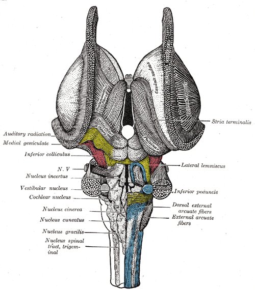 File:Brainstem- dorsal - Gray's anatomy illustration (Radiopaedia 36273).jpg