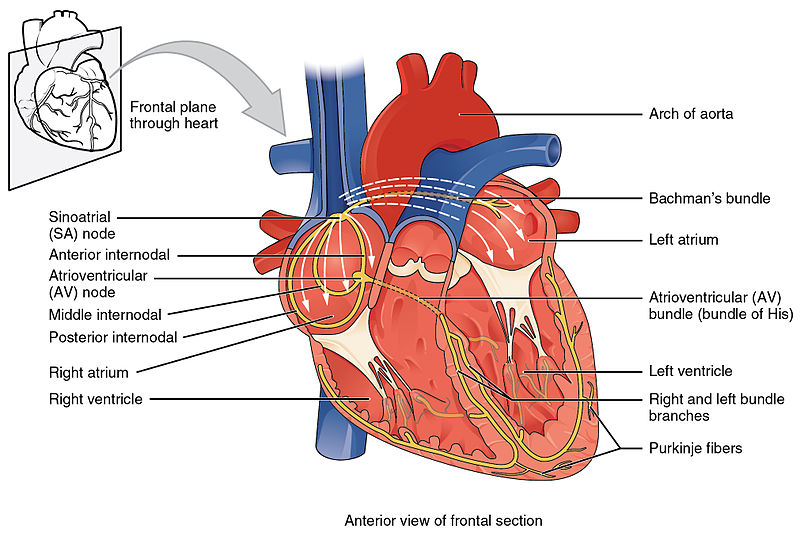 File:Cardiac conduction system (illustration) (Radiopaedia 26403).jpg
