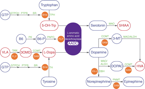 L-aromatic amino acid decarboxylase bound to its essential cofactor pyridoxal 5-phosphate promotes the final step in the biosynthesis of catecholamines and serotonin[4]