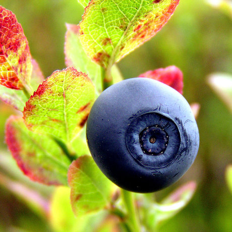 File:Blueberry (photo) (Radiopaedia 36388).jpg