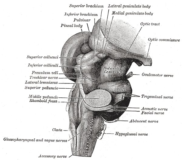 File:Brainstem - Gray's anatomy illustration (Radiopaedia 36265).jpg