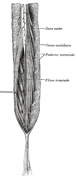 File:Cauda equina (Gray's illustration) (Radiopaedia 81945).png