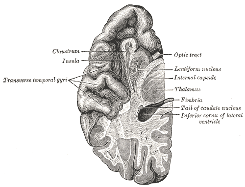 File:Basal ganglia (Gray's illustration) (Radiopaedia 82120).png