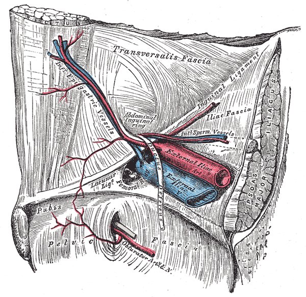 File:Hesselbach triangle - Gray's anatomy illustration (Radiopaedia 36350).jpg