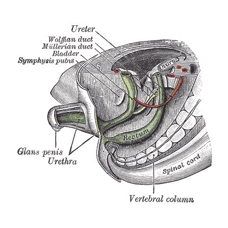 File:Müllerian duct - Gray's anatomy illustration (Radiopaedia 36423).png