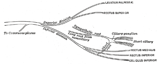 File:Anatomy of the oculomotor nerve (Gray's illustration) (Radiopaedia 82240).png