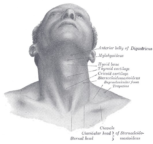 File:Digastric muscle (surface anatomy) - Gray's anatomy illustration (Radiopaedia 36304).jpg