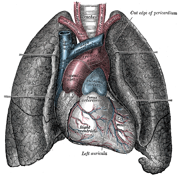 File:Cardiac vessels - Gray's anatomy illustrations (Radiopaedia 34282-35571 A 1).png