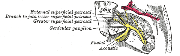 File:Anatomy of the genicular ganglion (Gray's illustration) (Radiopaedia 82243).png