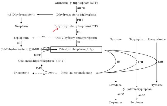 The metabolic pathway of tetrahydrobiopterin (PTPS, 6-pyruvoyltetrahydropterin synthase)