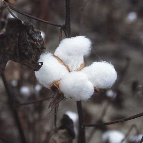 File:Cotton on a cotton plant (photo) (Radiopaedia 35865).jpg