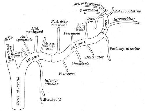 File:Internal maxillary artery branches - Gray's anatomy illustration (Radiopaedia 36295).jpg