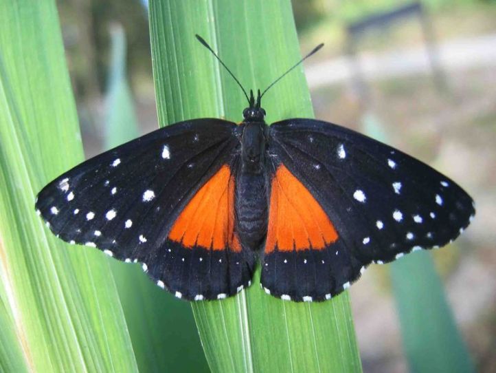 File:Butterfly (photo) (Radiopaedia 35831).jpg