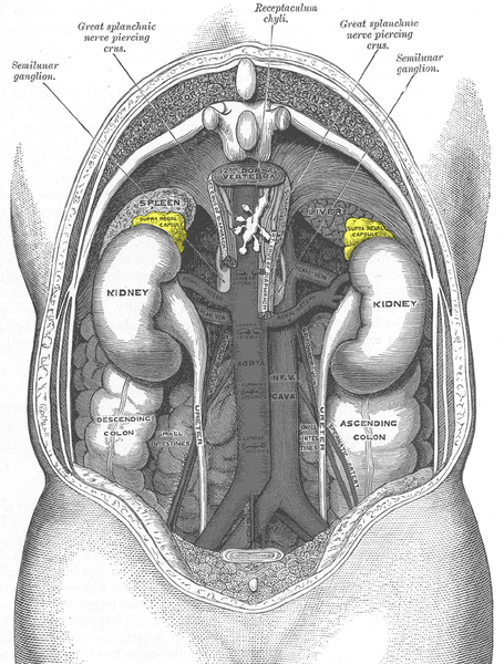 File:Adrenal glands- Gray's anatomy illustration (Radiopaedia 26449).png