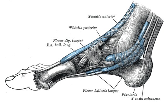 File:Foot muscle insertions - Gray's anatomy illustration (Radiopaedia 36320).jpg