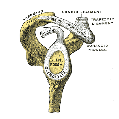 File:Glenoid - Gray's anatomy illustration (Radiopaedia 8751).png