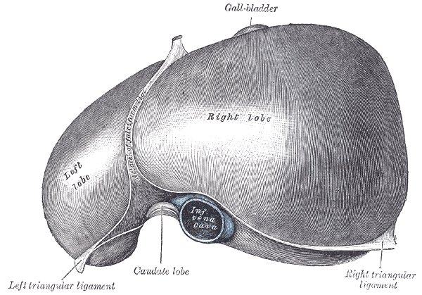 File:Liver (superior surface) (Radiopaedia 36236).jpg