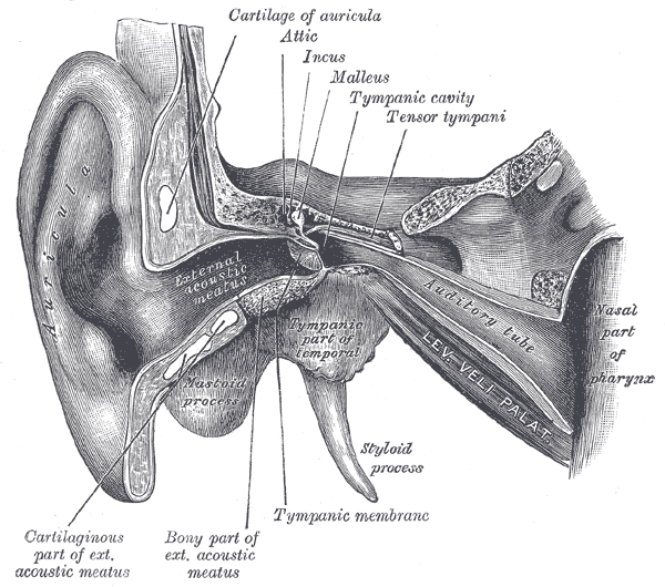 File:Auditory anatomy - Gray's anatomy illustration (Radiopaedia 10520-10990 A 1).png