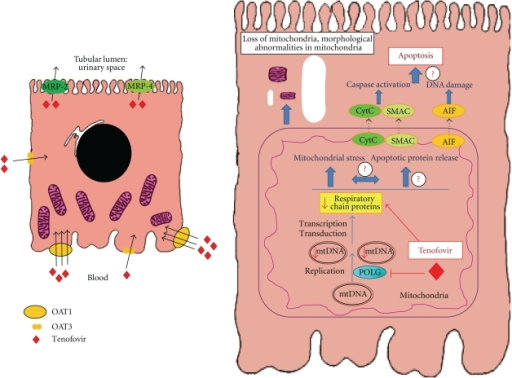 Tenofovir handling by proximal tubular cells and potential molecular mechanisms and clinical consequences of tenofovir nephrotoxicity[16]