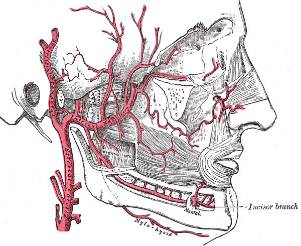 File:Internal maxillary artery - Gray's anatomy illustration (Radiopaedia 36294).jpg