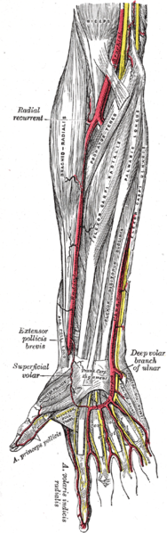 File:Anterior forearm anatomy (Gray's illustration) (Radiopaedia 55131).png