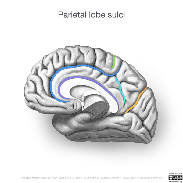File:Neuroanatomy- medial cortex (diagrams) (Radiopaedia 47208-58969 E 3).png