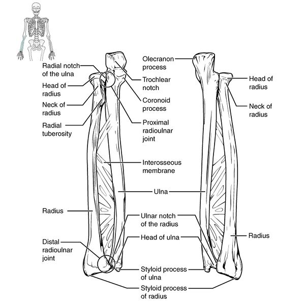 File:Bones of the pectoral girdle and upper limb (illustrations) (Radiopaedia 42766-45929 F 1).jpg