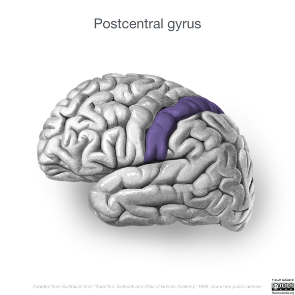 File:Neuroanatomy- lateral cortex (diagrams) (Radiopaedia 46670-51313 Postcentral gyrus 3).png