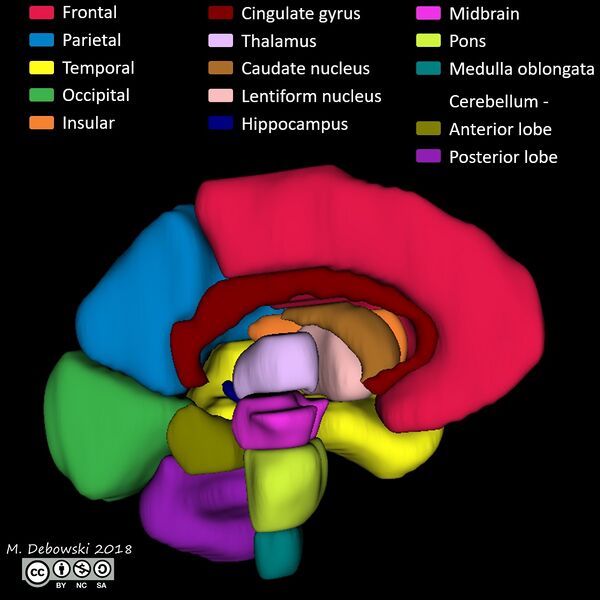 File:Brain lobes - annotated MRI (Radiopaedia 61691-69700 3D reconstruction 89).JPG