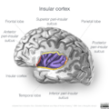 Neuroanatomy- insular cortex (diagrams) (Radiopaedia 46846-51375 Perinsular sulci 8).png