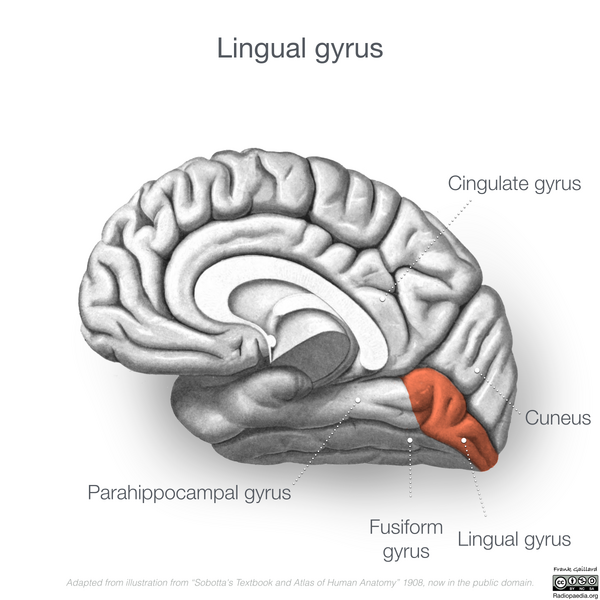 File:Neuroanatomy- medial cortex (diagrams) (Radiopaedia 47208-52697 Lingual gyrus 2).png