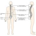 Bones and ligaments of the vertebral column (illustrations) (Radiopaedia 42770-45935 A 1).jpg