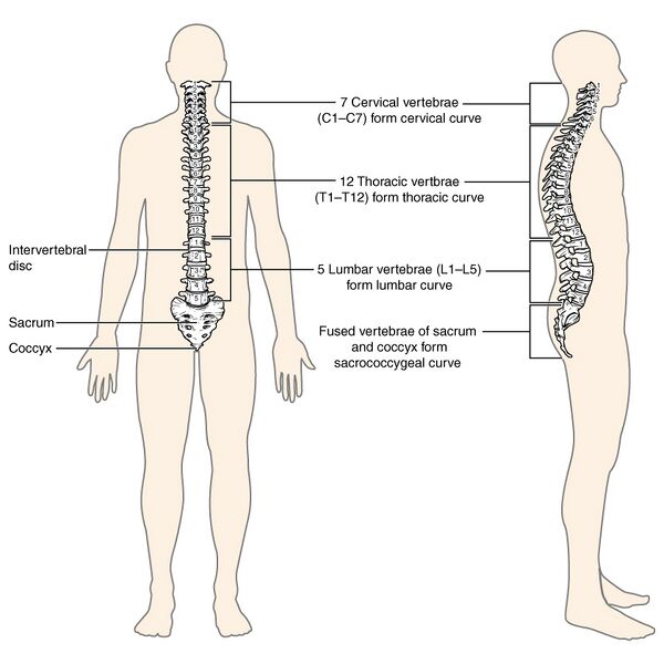 File:Bones and ligaments of the vertebral column (illustrations) (Radiopaedia 42770-45935 A 1).jpg