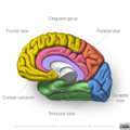 Neuroanatomy- medial cortex (diagrams) (Radiopaedia 47208-51763 Lobes 2).png