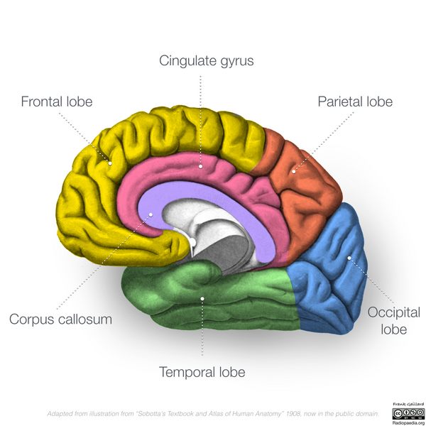 File:Neuroanatomy- medial cortex (diagrams) (Radiopaedia 47208-51763 Lobes 2).png