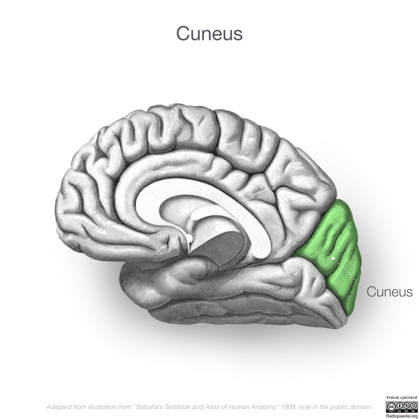 File:Neuroanatomy- medial cortex (diagrams) (Radiopaedia 47208-52697 Cuneus 4).png