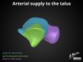 Anatomy of the talus (Radiopaedia 31891-32847 A 4).jpg