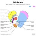 Brainstem arterial territories (diagrams) (Radiopaedia 81960-95925 Upper midbrain 1).jpeg