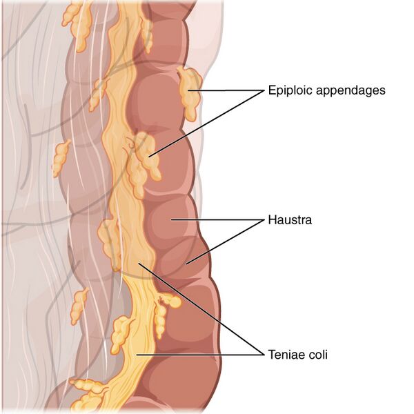 File:Epiploic appendage- illustration (Radiopaedia 45329).jpg