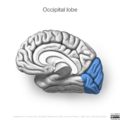 Neuroanatomy- medial cortex (diagrams) (Radiopaedia 47208-51763 Occipital lobe 5).png
