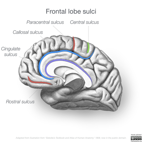 File:Neuroanatomy- medial cortex (diagrams) (Radiopaedia 47208-58969 C 1).png